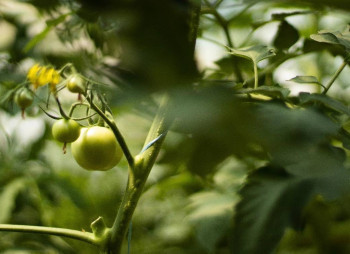 AgroGloryTime - инвестиции в агробизнес Украины по технологии blockchain